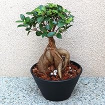 小葉ガジュマル 全国で人気の観葉植物ガジュマル。 | 丸吉工芸｜沖縄小葉ガジュマル
